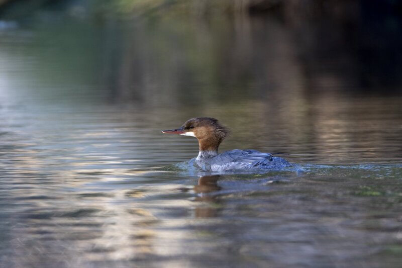 commonmerganser2122.jpg
