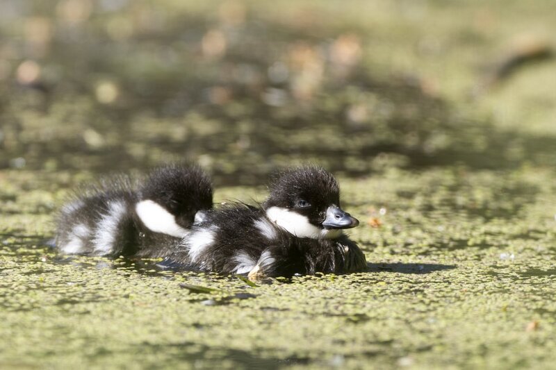 commonmerganser2134.jpg