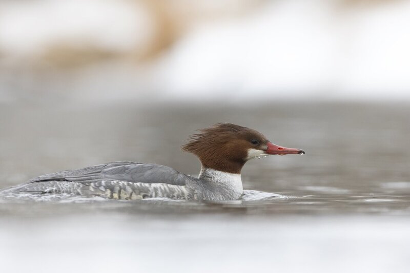 commonmerganser3228(1).jpg