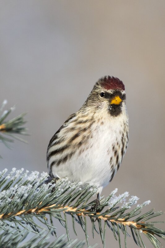 commonredpoll9882(1).jpg