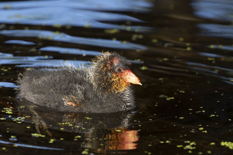 coot-1484.jpg :: American coot chick on pond