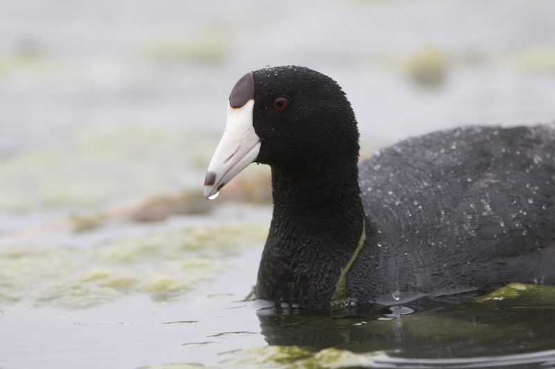coot-21861.jpg :: Closeup of American coot on algae covered pond