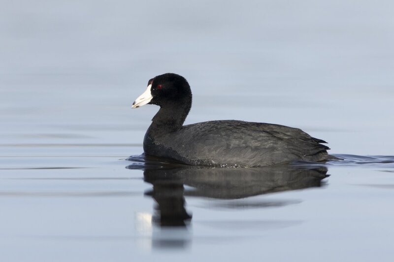 coot0158.jpg