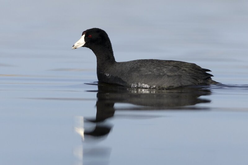 coot0161.jpg