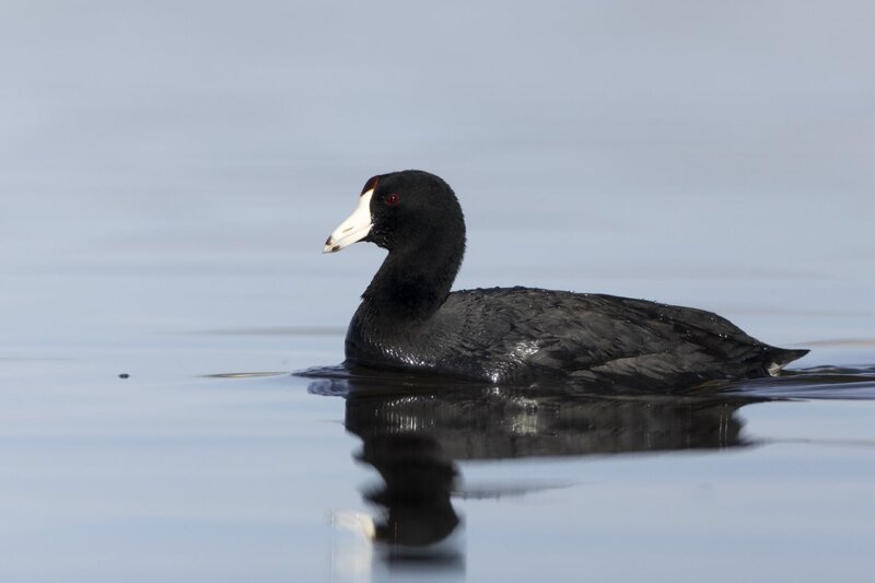 coot0162.jpg