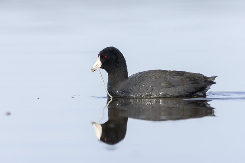coot0229.jpg
