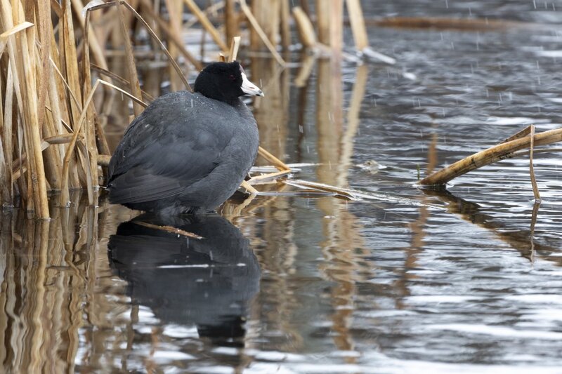 coot1120.jpg