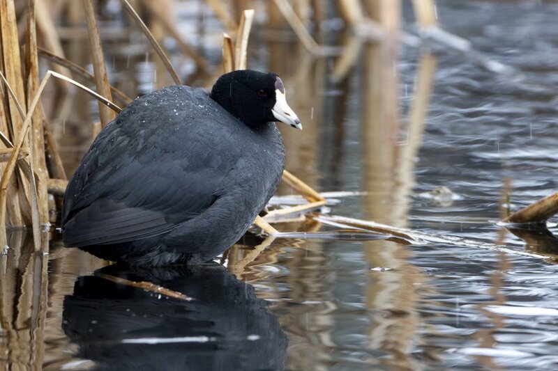 coot1121.jpg
