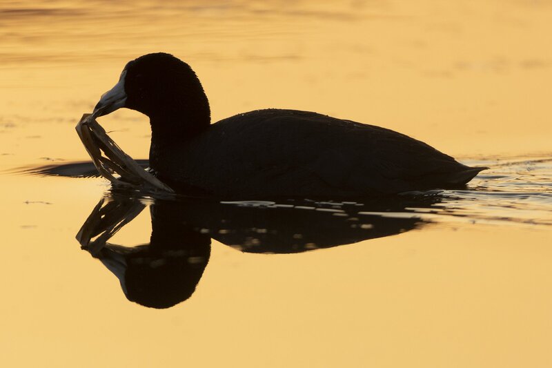 coot3-22.jpg :: Silhouette of American coot swimming with nesting material at sunrise