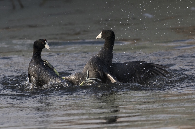 cootfight-11261.jpg :: American coots fighting