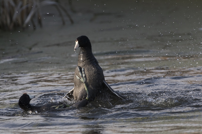 cootfight-1130.jpg :: American coots fighting