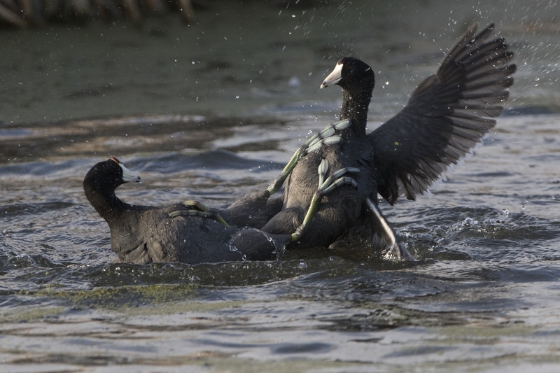 cootfight-1151.jpg :: American coots fighting