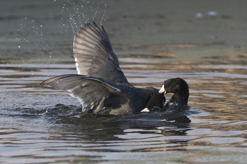 cootfight-11631.jpg :: American coots fighting