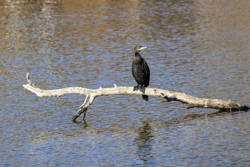 cormorant-00061.jpg :: Double-crested cormorants roosting on branch in lake