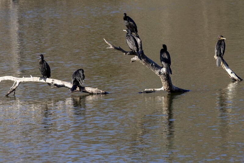 cormorant-0022.jpg :: Double-crested cormorants roosting on branch in lake