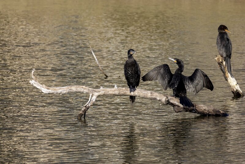 cormorant-0063.jpg :: Double-crested cormorants roosting on branch in lake