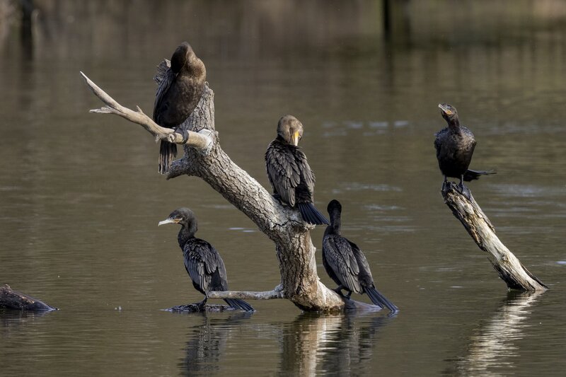 cormorant-0165.jpg :: Double-crested cormorants roosting on branch in lake