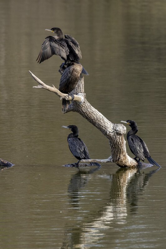cormorant-0168.jpg :: Double-crested cormorants roosting on branch in lake
