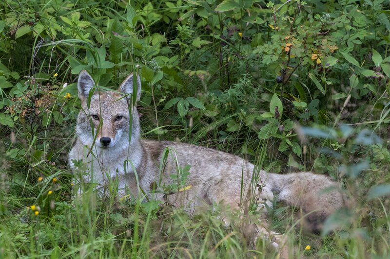 coyote-8673.jpg :: Coyote laying in brush