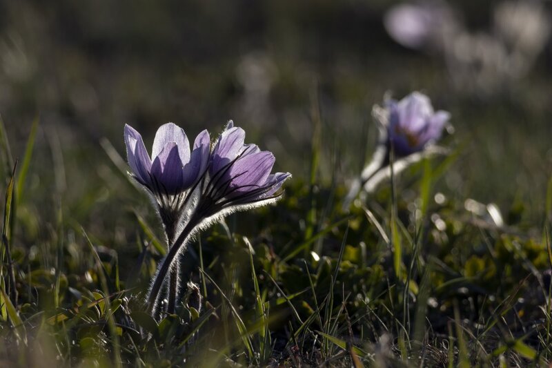 crocus1539.jpg