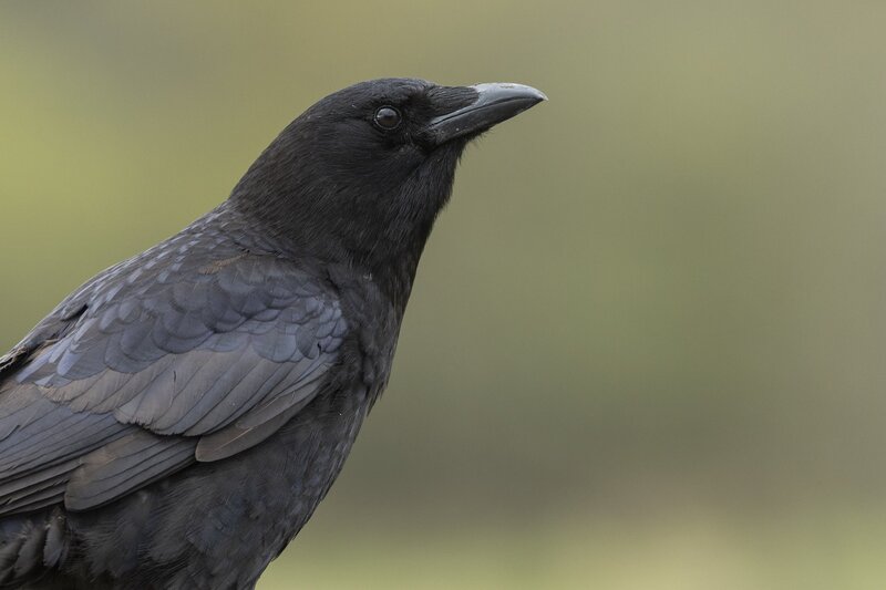 crow-3389.jpg :: Close-up of American crow