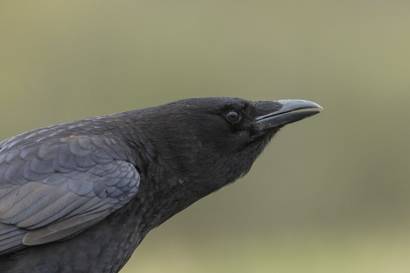 crow-3393.jpg :: Close-up of American crow