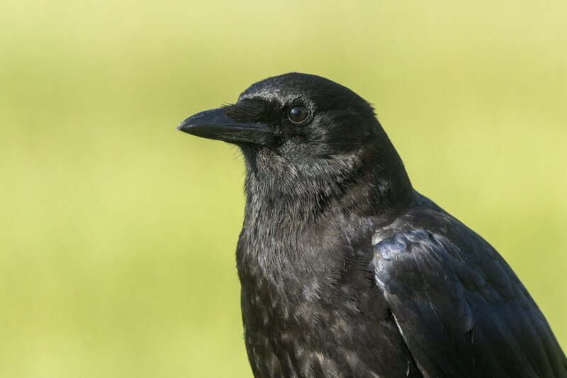 crow2002.jpg