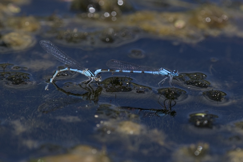 damselfly-0007.jpg