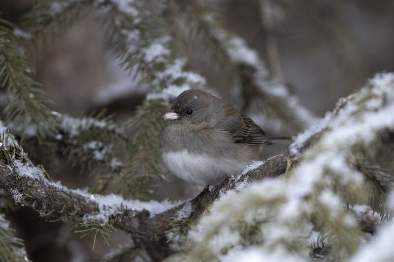 darkeyedjunco-1365.jpg :: Dark-eyed junco on snowy spruce tree branch in winter