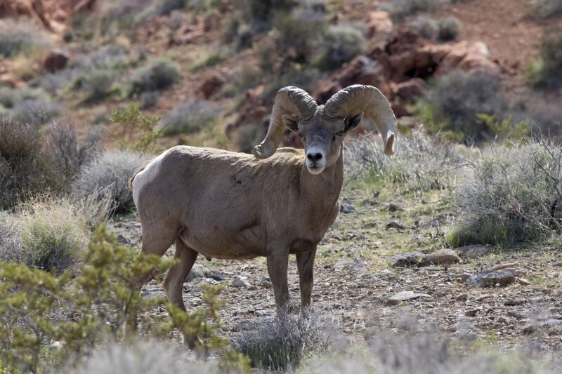 desertbighorn5924.jpg