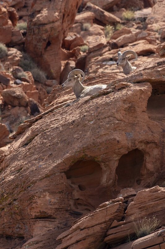 desertbighorn6040.jpg