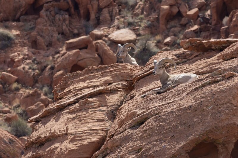 desertbighorn6080.jpg