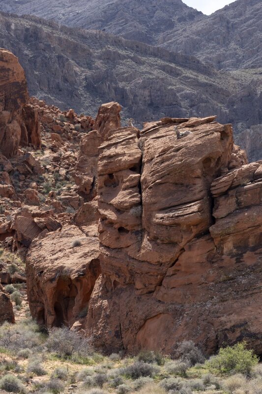 desertbighorn6082.jpg