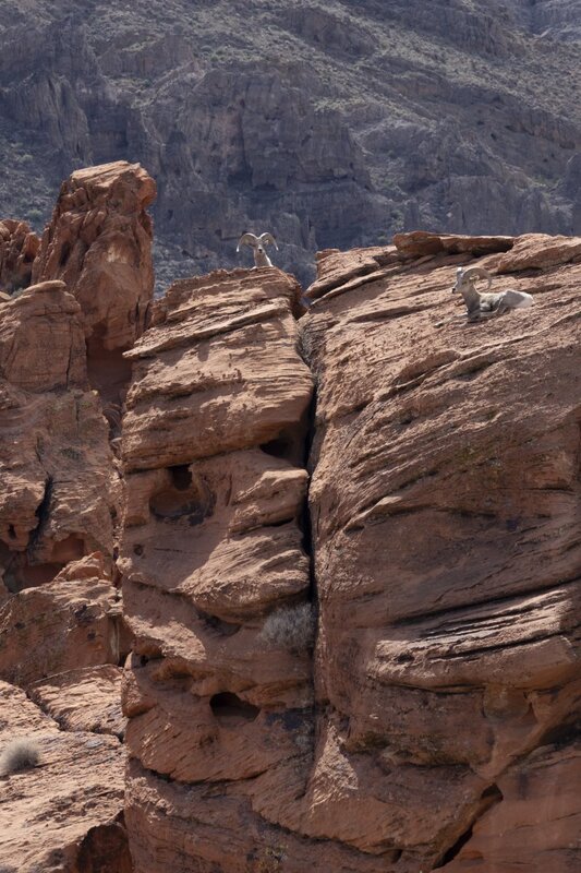 desertbighorn6096.jpg