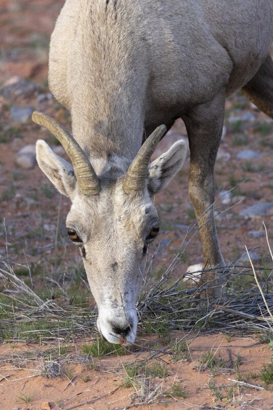 desertbighorn6286.jpg