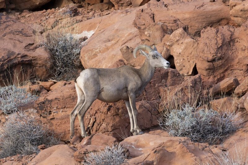 desertbighorn6295.jpg