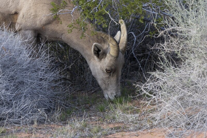 desertbighorn6304.jpg