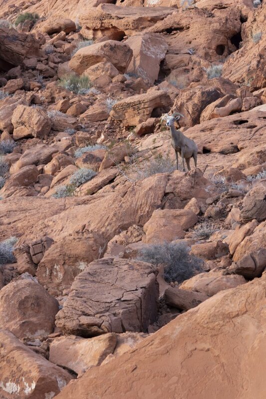 desertbighorn6312.jpg