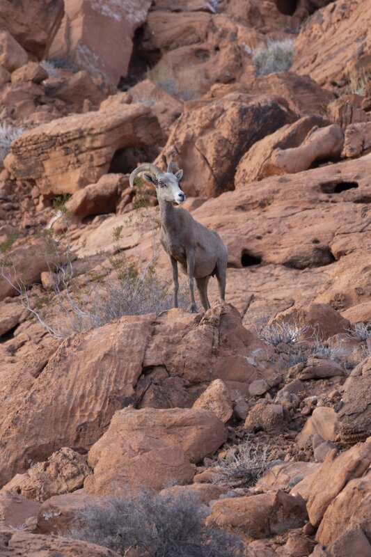 desertbighorn6323.jpg