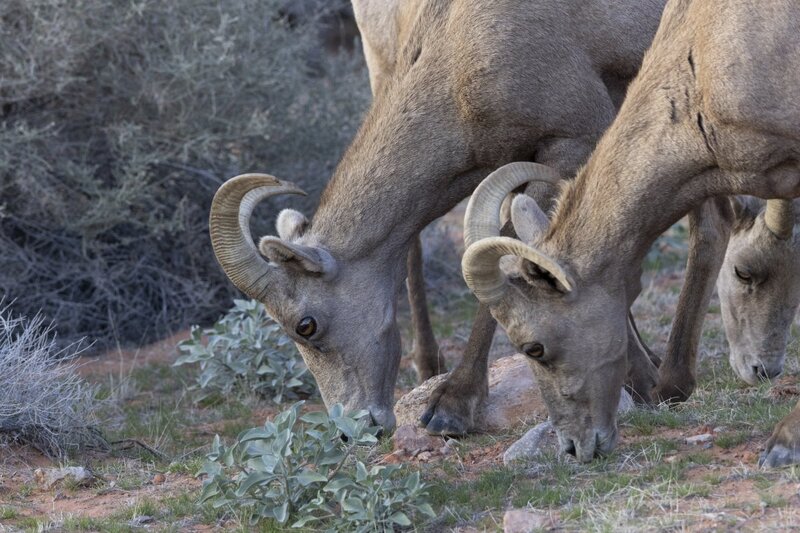 desertbighorn6337.jpg