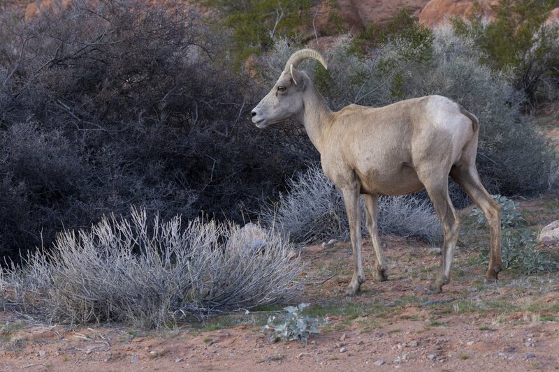 desertbighorn6369.jpg