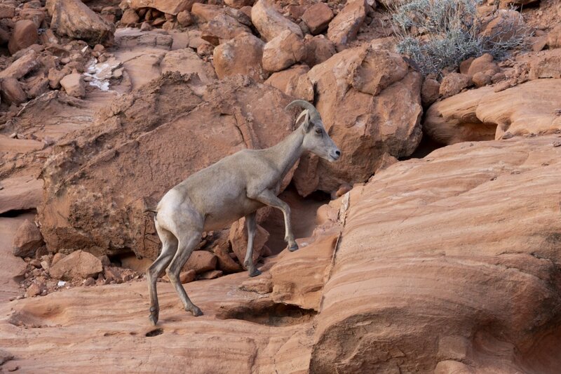 desertbighorn6380.jpg