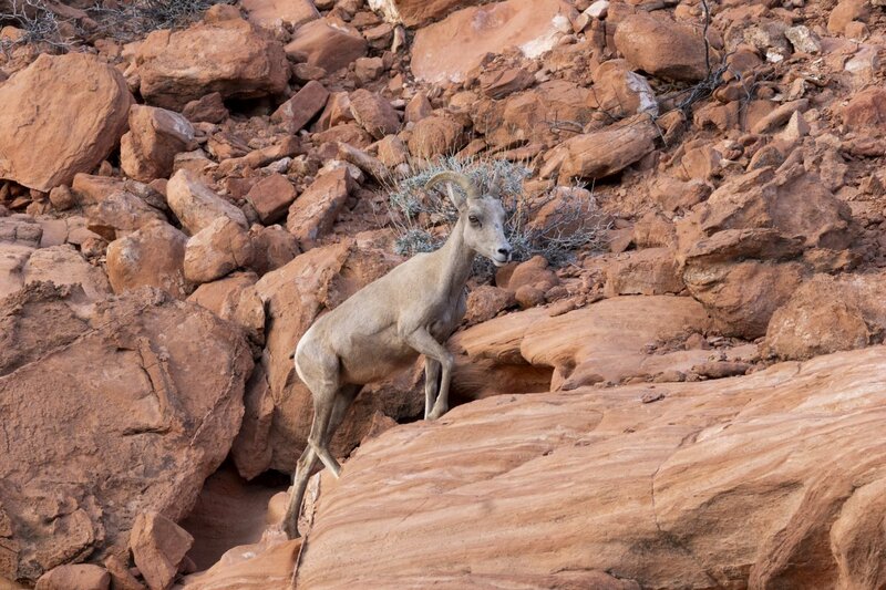 desertbighorn6383.jpg