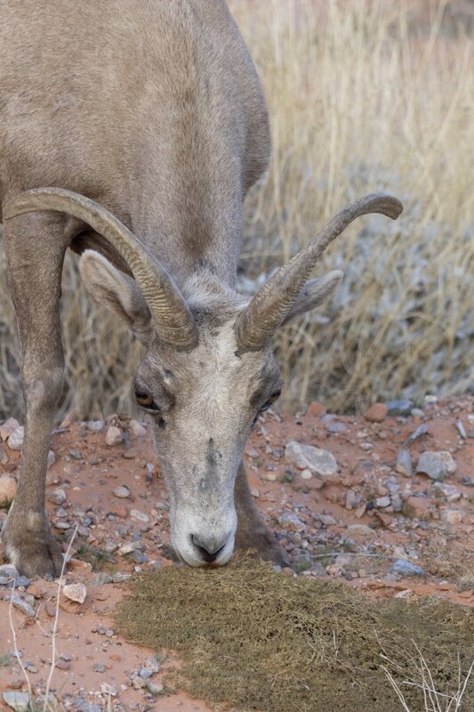 desertbighorn6412.jpg