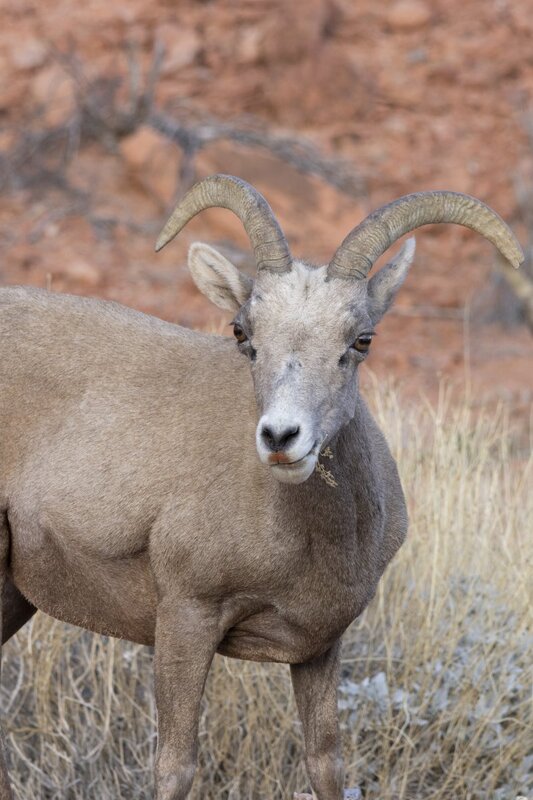 desertbighorn6421.jpg