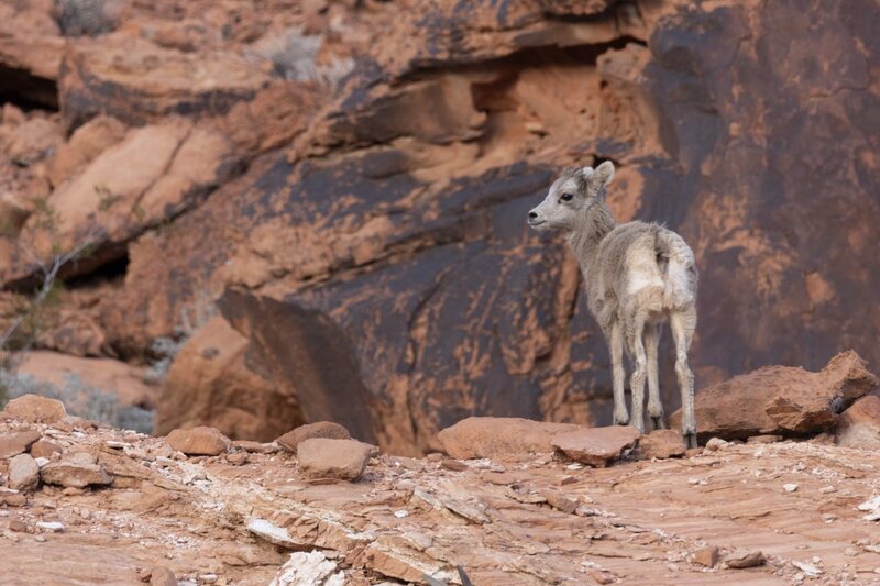 desertbighorn6436.jpg