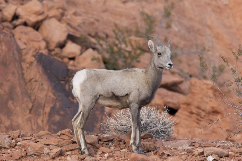 desertbighorn6441.jpg