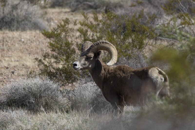 desertbighorn9632.jpg