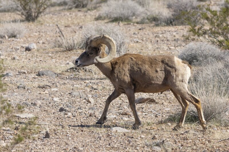 desertbighorn9647.jpg