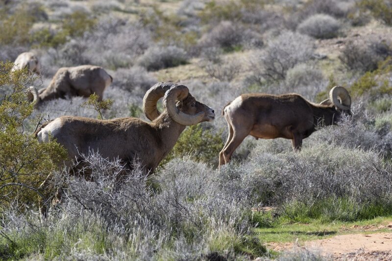 desertbighorn9670.jpg